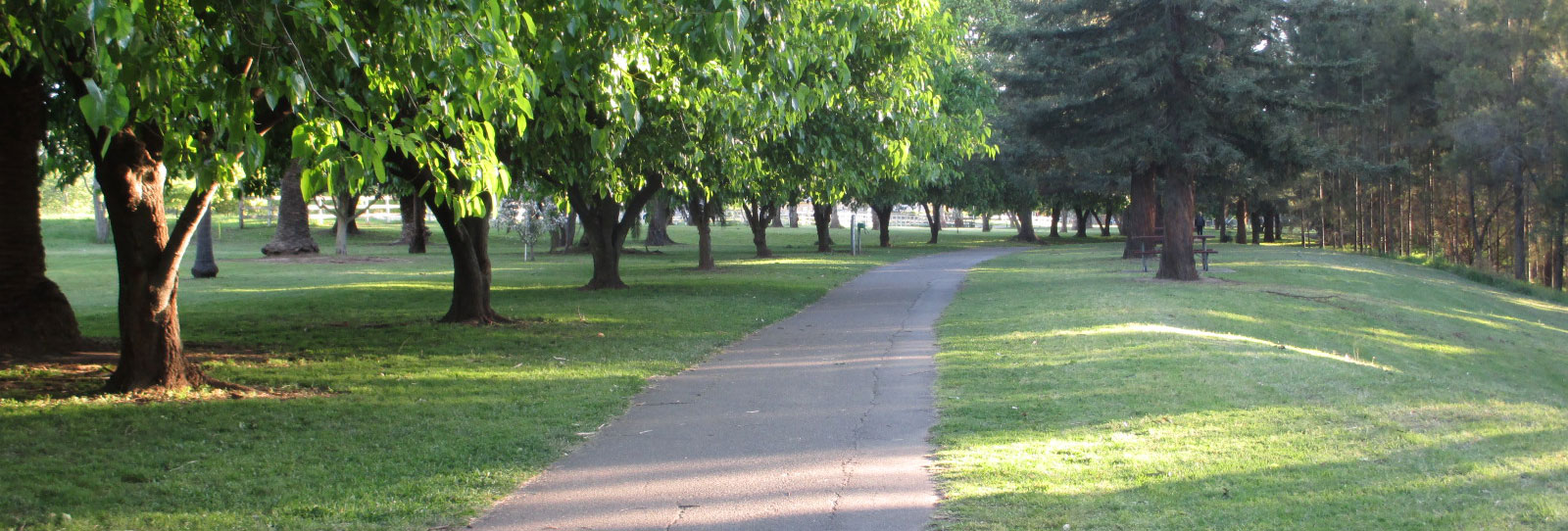 Trees along the river bank