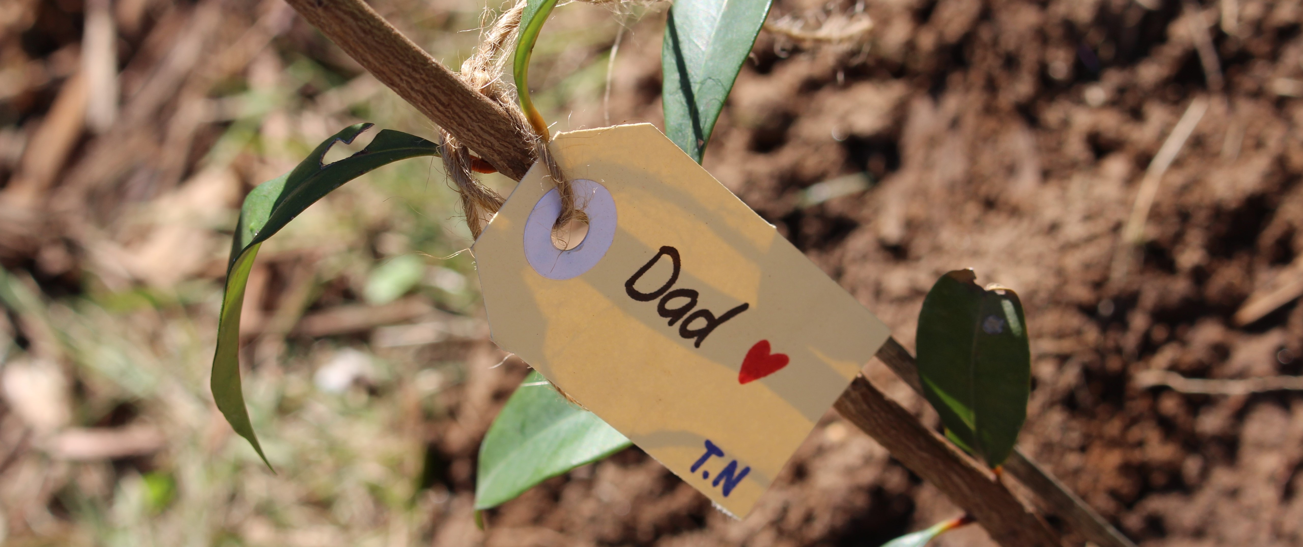 Small newly-planted tree with label saying 'Dad'