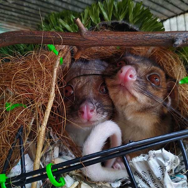 baby possum