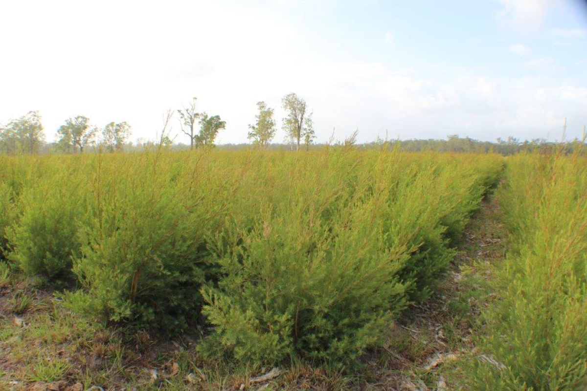 plants growing in field