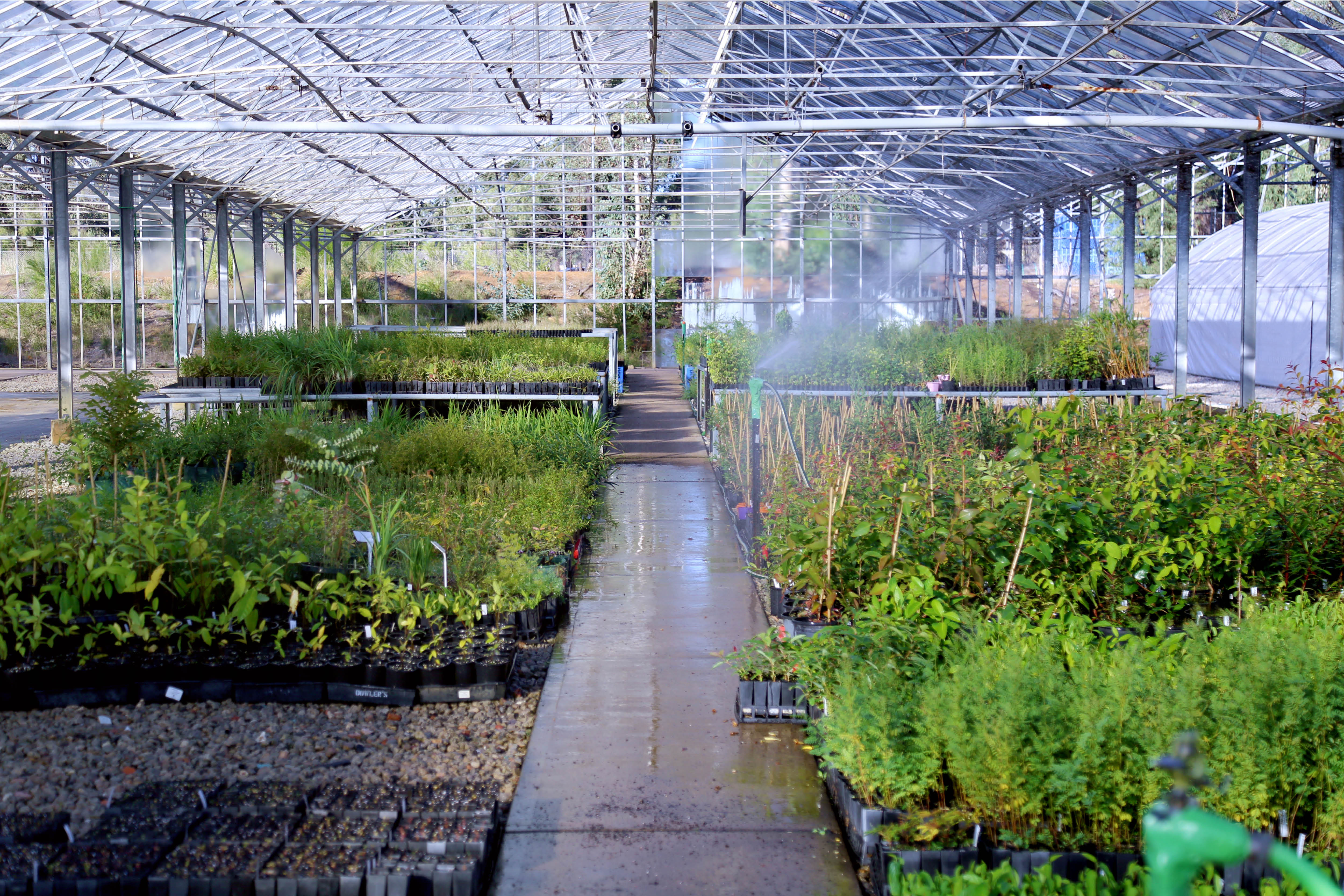 Muru Mittigar native plant nursery