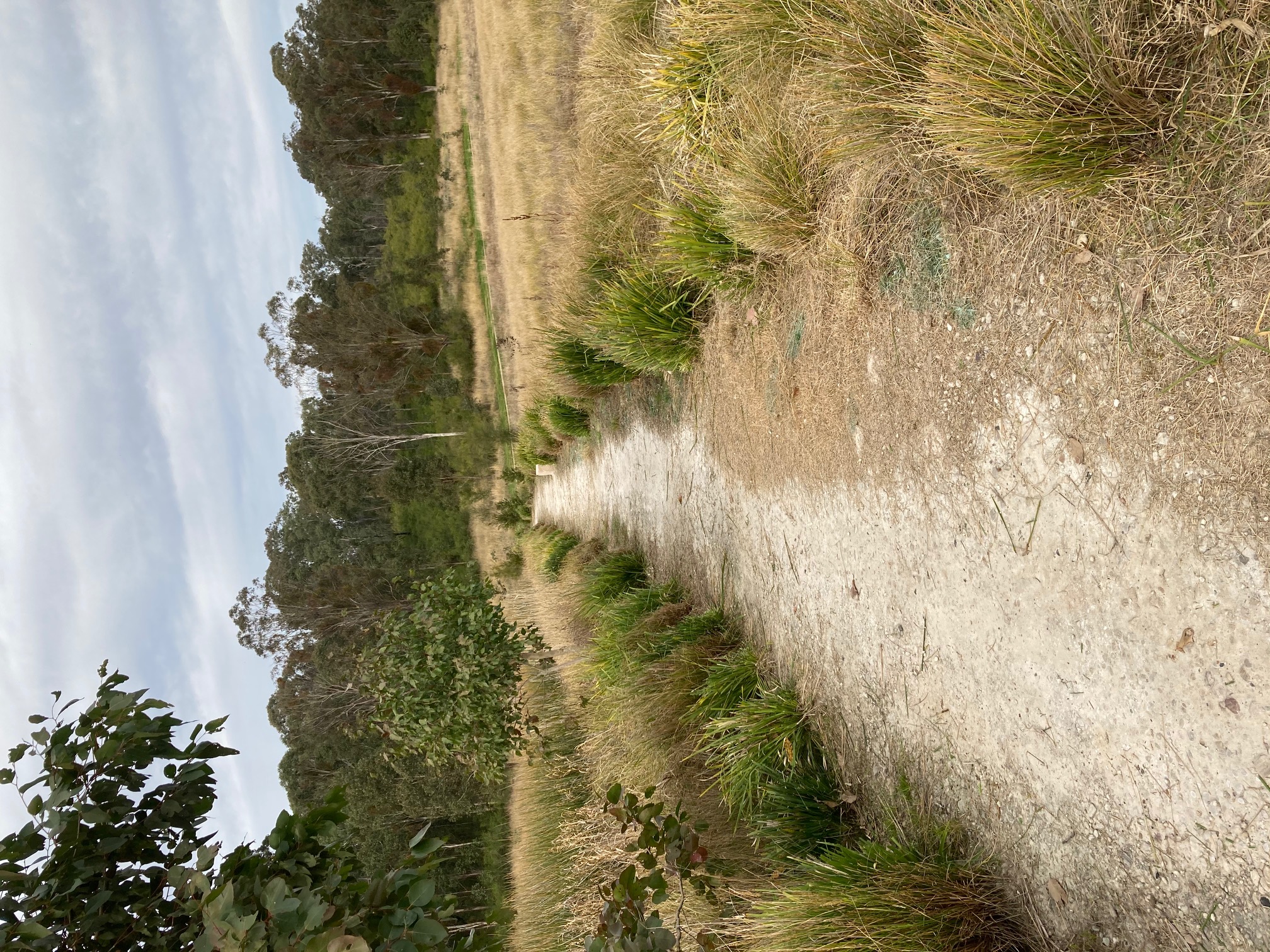 cranebrook wetland