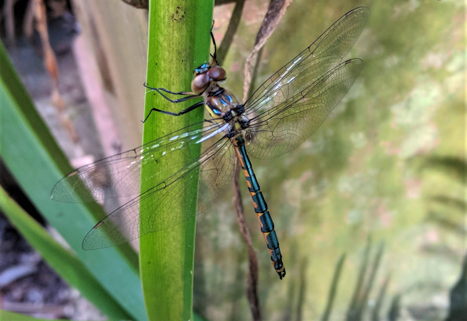 dragonfly backyard