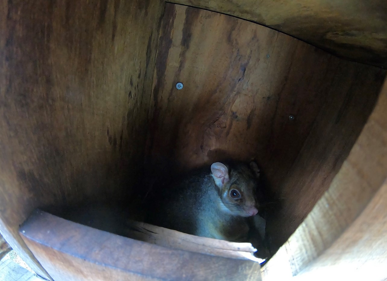 eastern ringtail possum mountain view source cpr 10