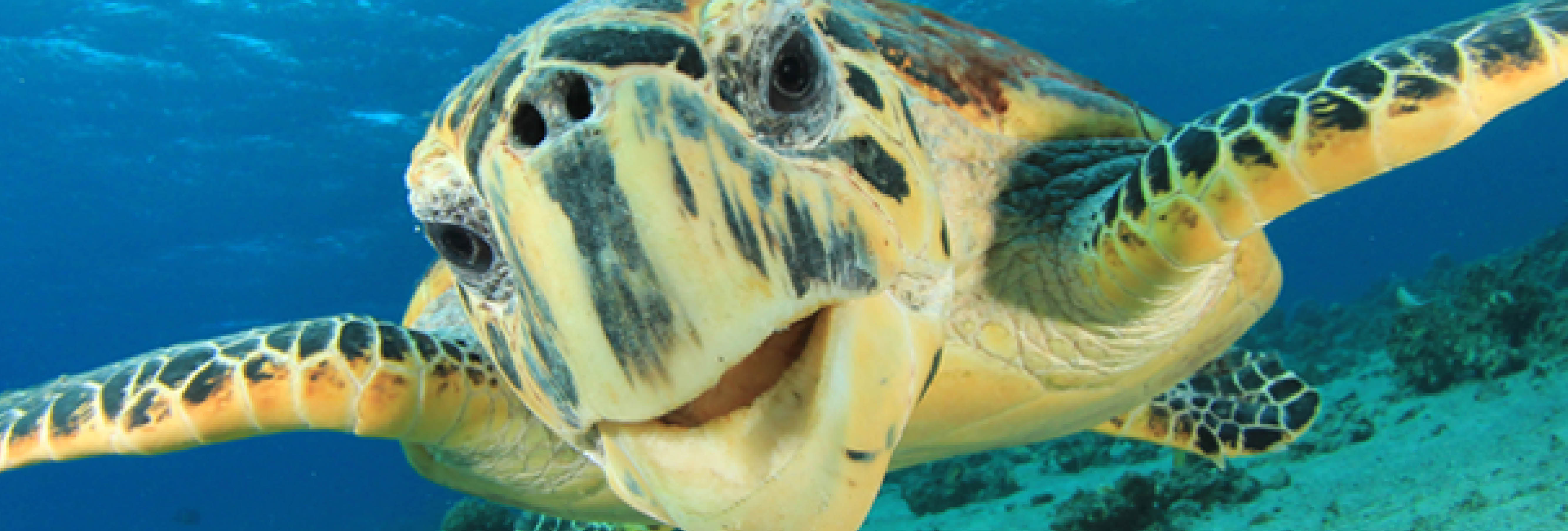 Giant turtle swimming