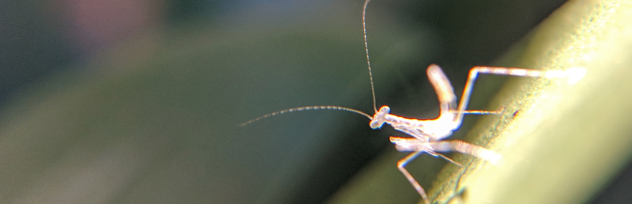 insect