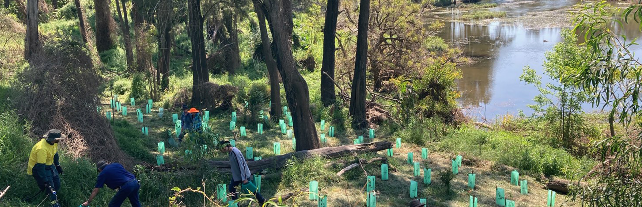 Bass Sydney Fishing Club Bushcare Group