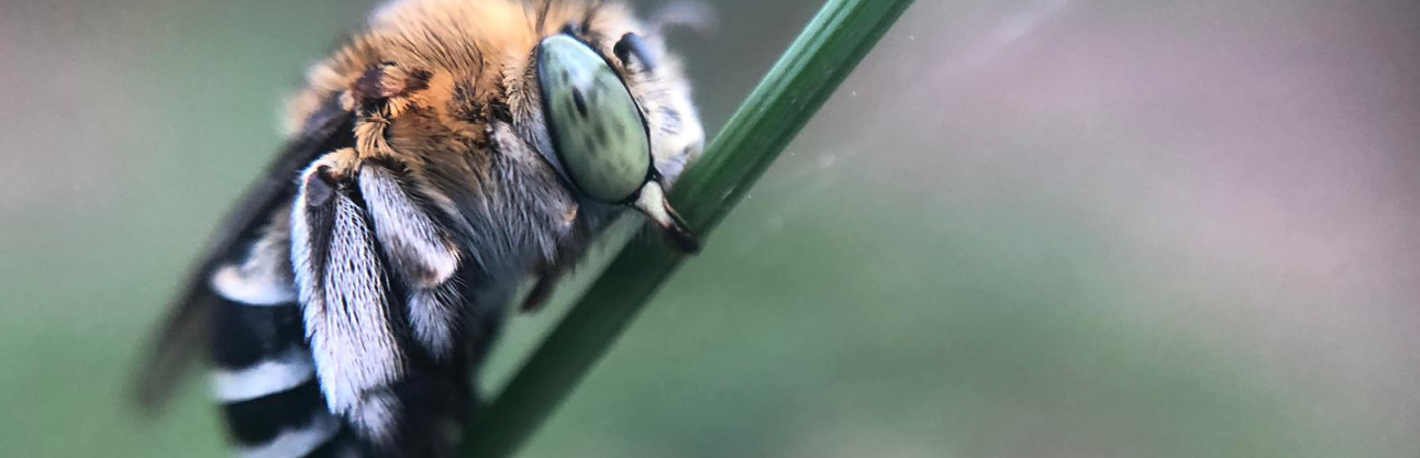 Blue-banded Bee found at Mulgoa.