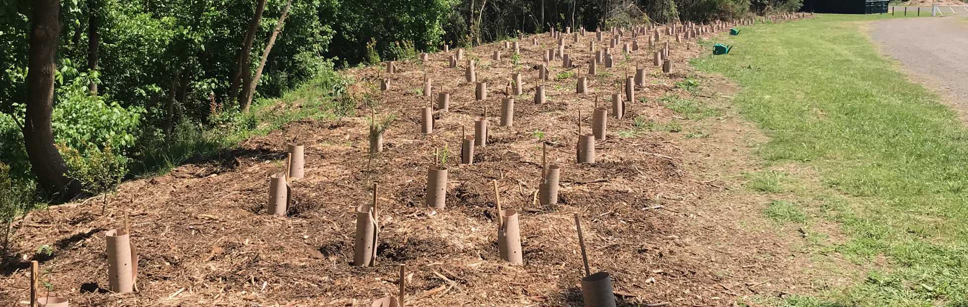 tree planting