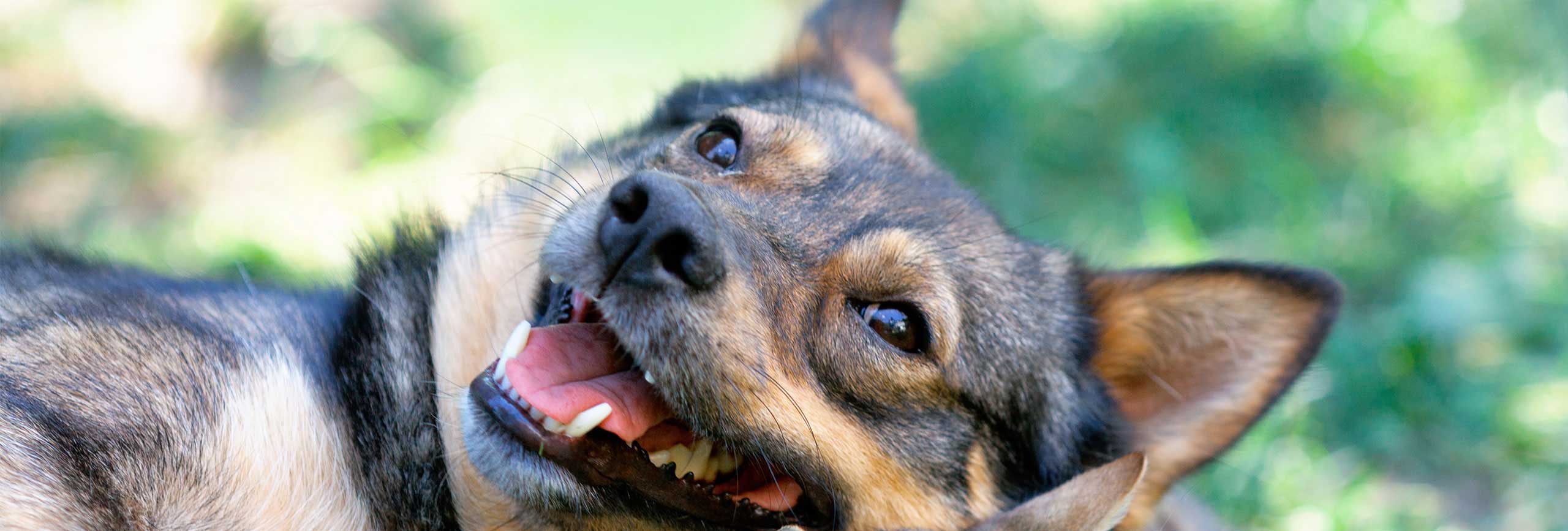 Free microchipping day