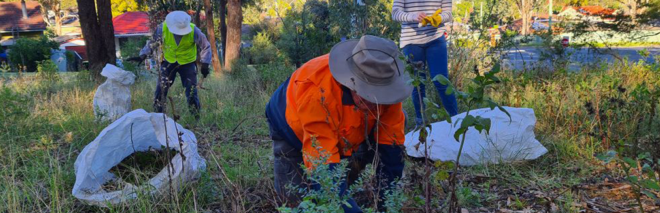 Volunteers with plastic bags weeding the reserve.