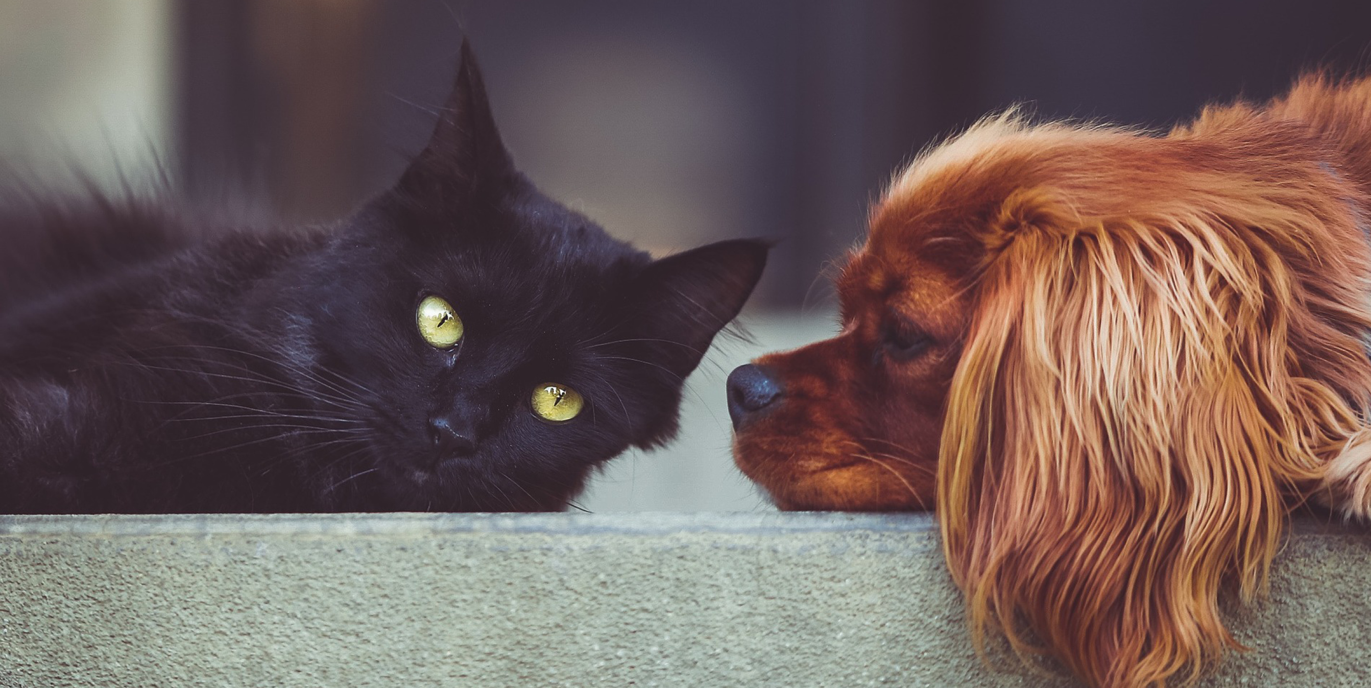 A cat and dog lying on a flat surface facing one another.