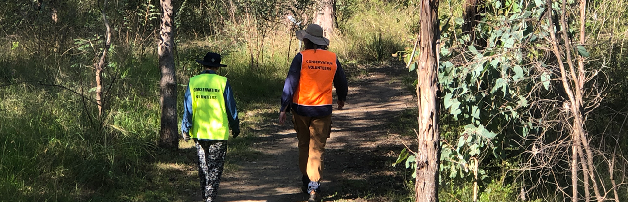 Bushcare regeneration activity at Mountain View Reserve.