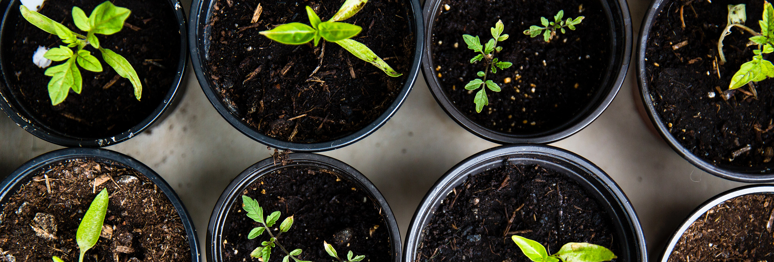 plants in pots