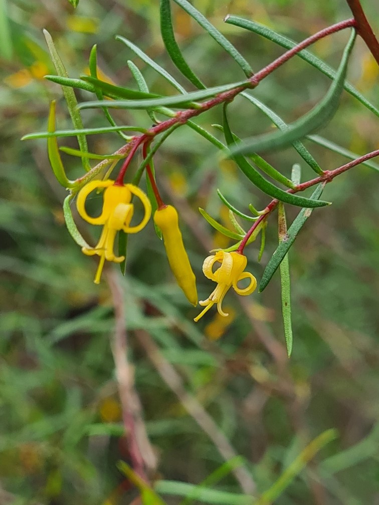 Yellow drooping flowers shaped like bells.