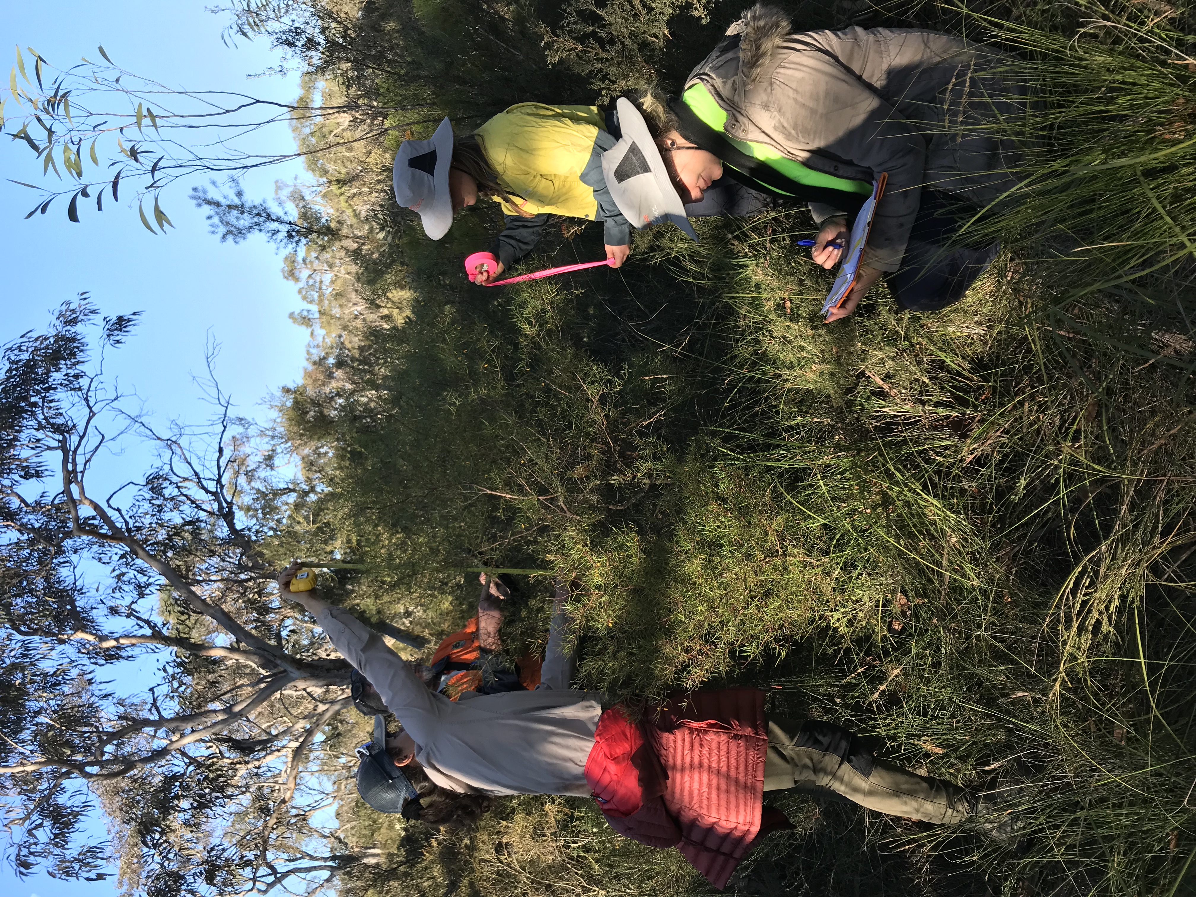 A small group of people in the bushland assessing and recording the seeds found.