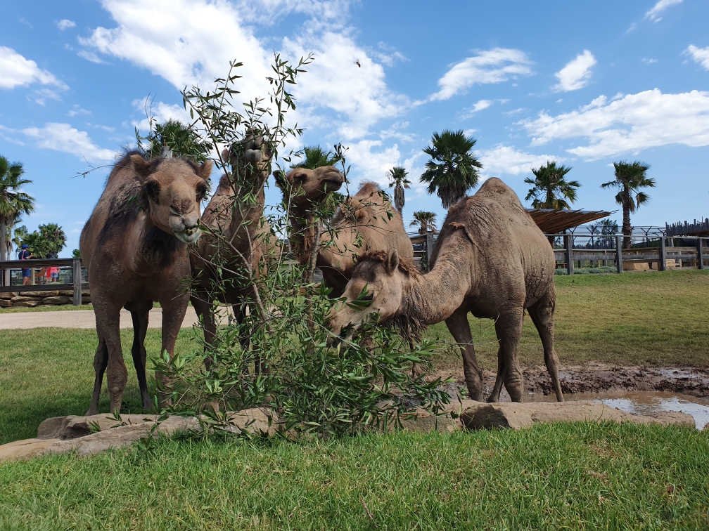 A group of camels enjoying eating weeds.