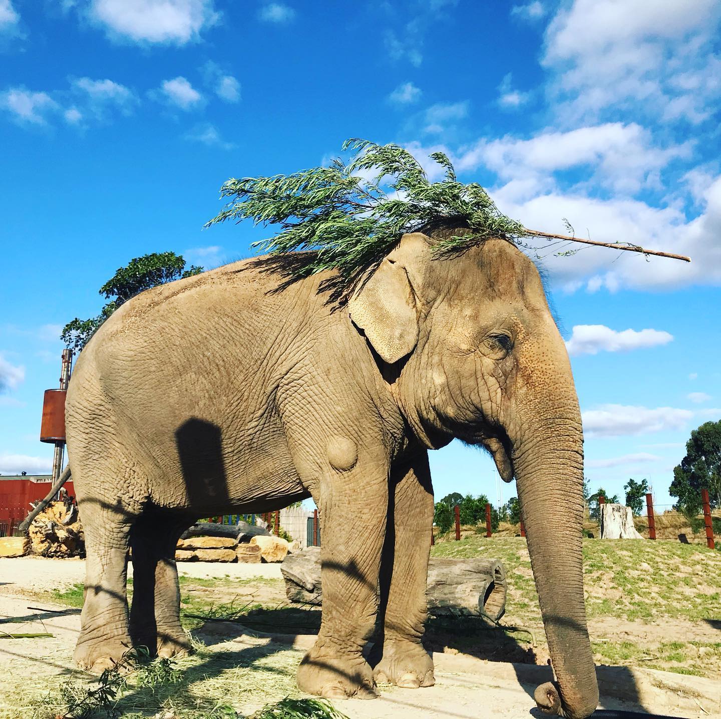 An elephant wearing cut weeds on its head.