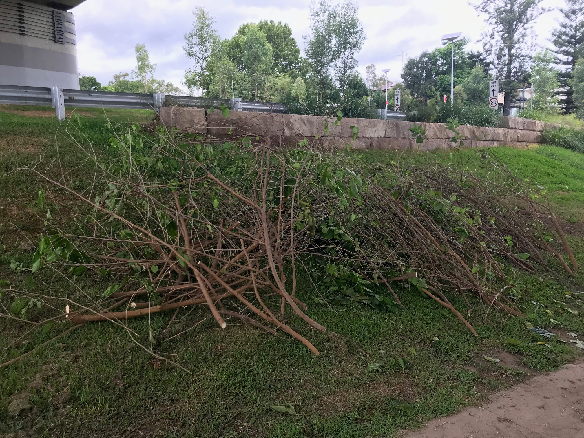 Cut weeds piled on grass.
