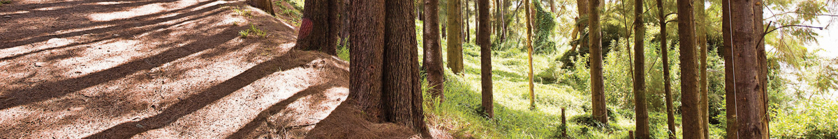 Trees and scrub along the banks of the Nepean River