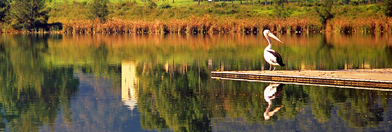 Second place – Robert Pearson (Title: Rowing Lake Pelican)