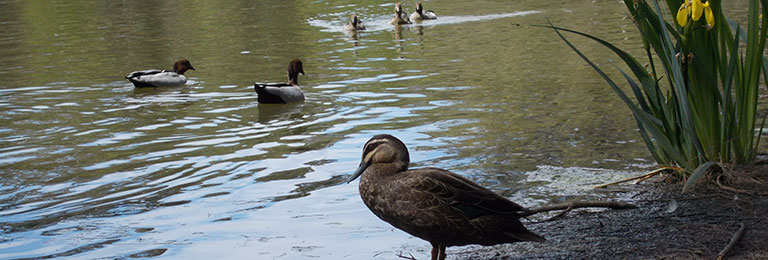 Third Place - Trent Hopton (Title: Family Swim)